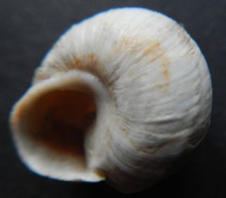 Sphincterochila proveniente da Gerusalemme